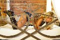Foto Monica Kicelly Incontri Trans Parma 3245833097 - 27